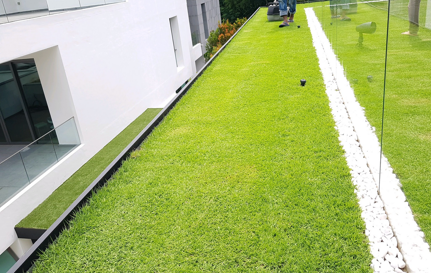 Carpet Grass