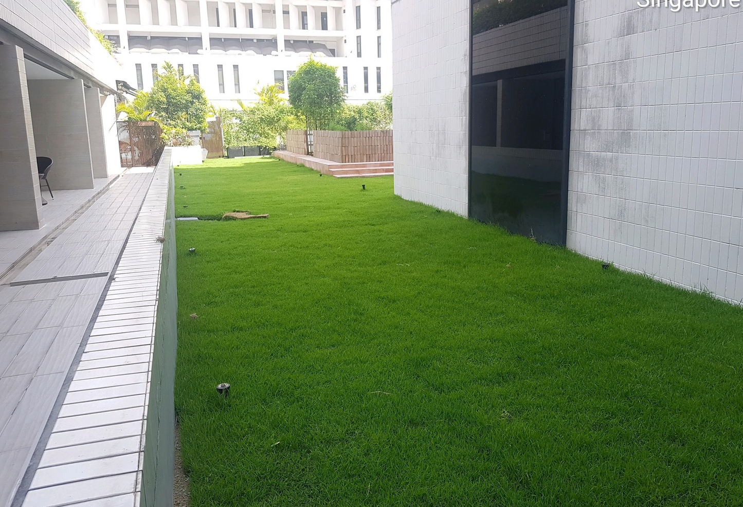 Carpet Grass