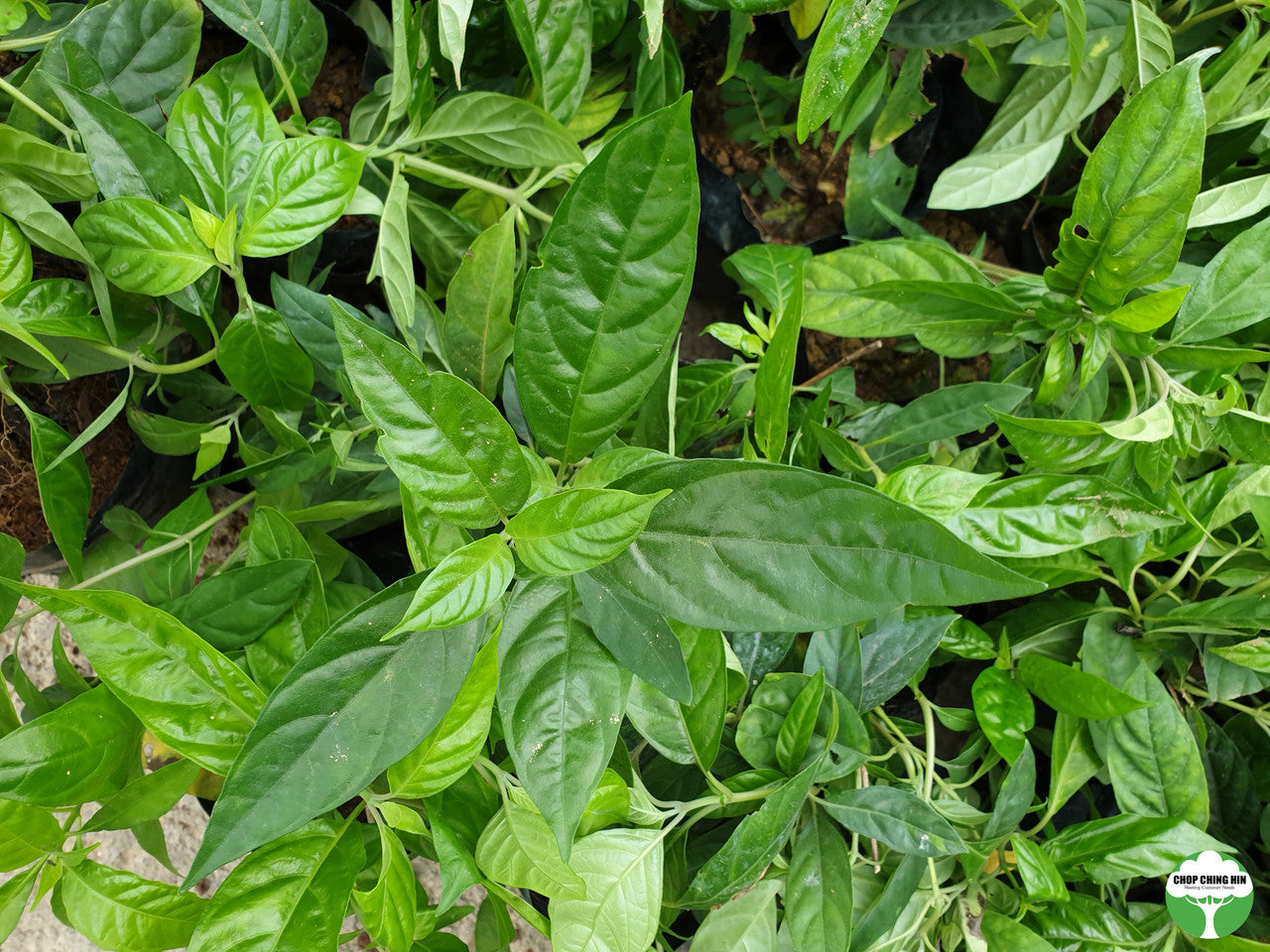 Pseuderanthemum andersonii