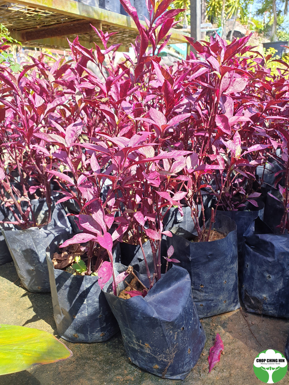 Pseuderanthemum carruthersii (reddish leaves)