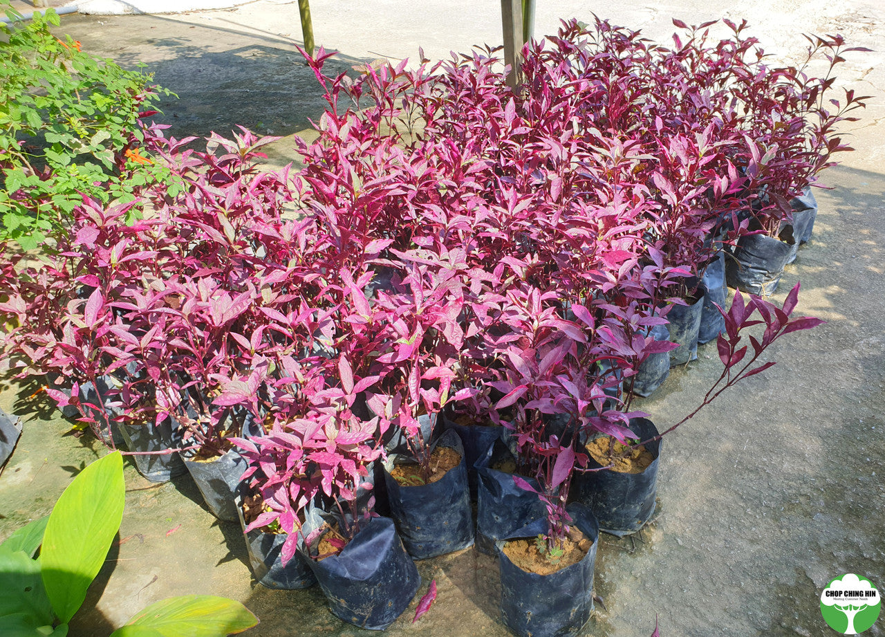 Pseuderanthemum carruthersii (reddish leaves)