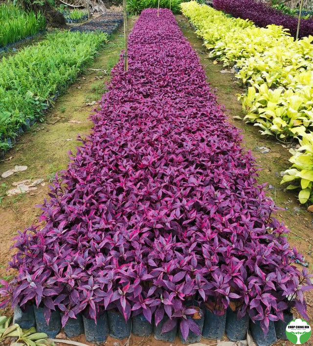 Pseuderanthemum carruthersii (reddish leaves)