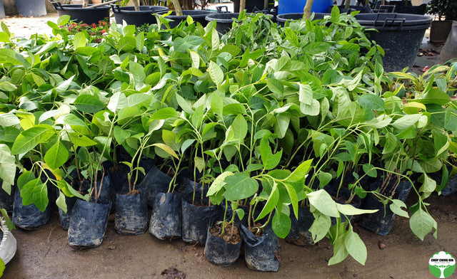 Pseuderanthemum carruthersii var. carruthersii 'Reticulatum'