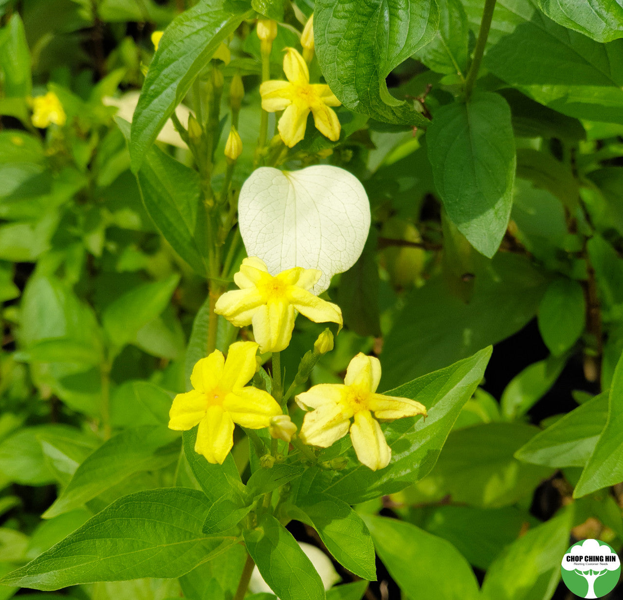 Pseudomussaenda flava