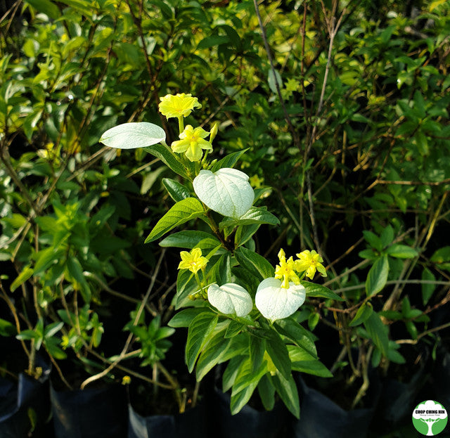 Pseudomussaenda flava
