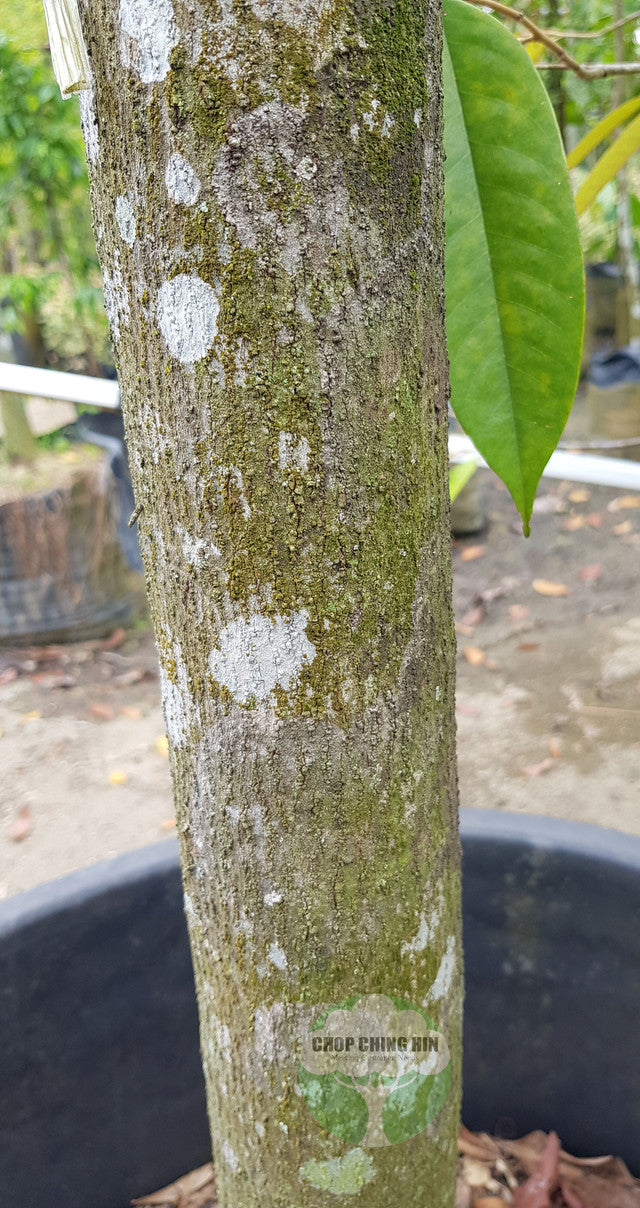 Pteleocarpa lamponga