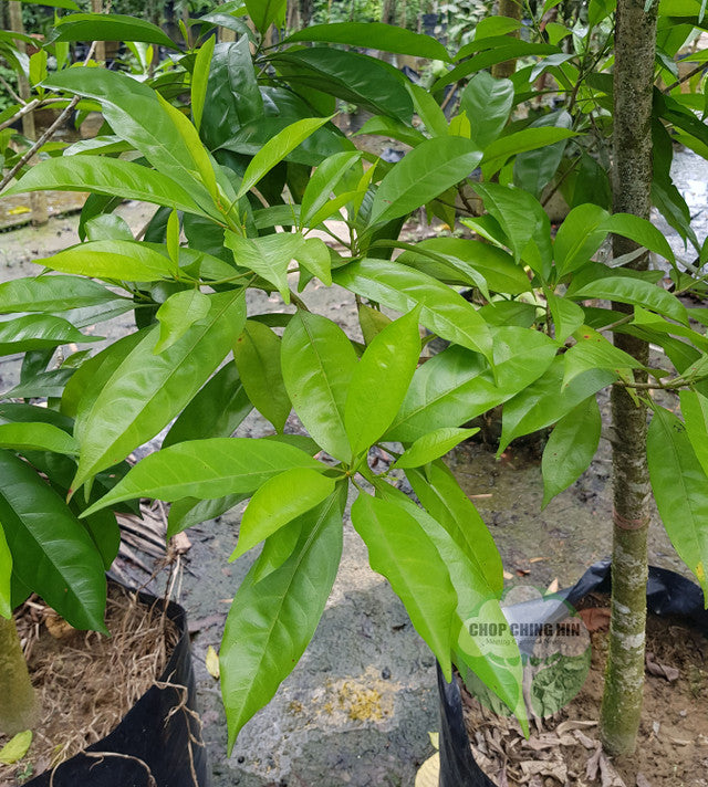 Pteleocarpa lamponga