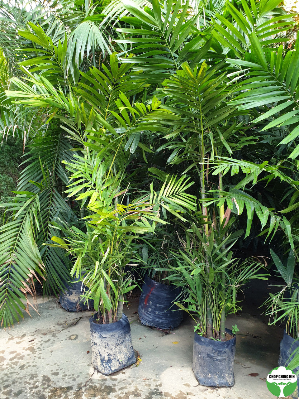 Ptychosperma macarthurii