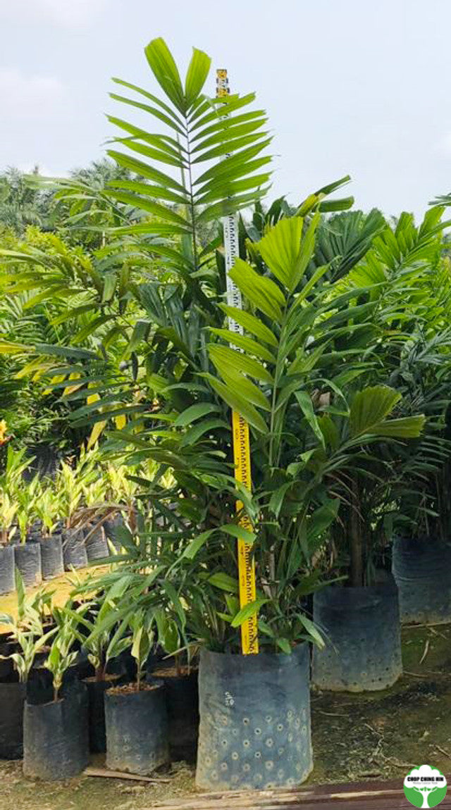 Ptychosperma macarthurii