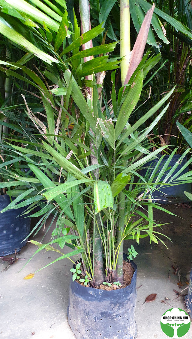 Ptychosperma macarthurii