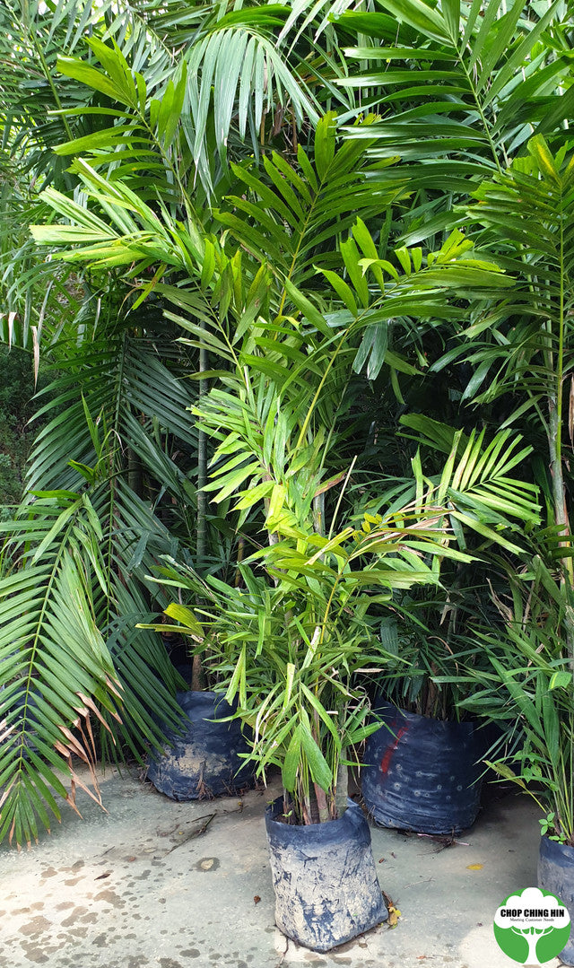 Ptychosperma macarthurii