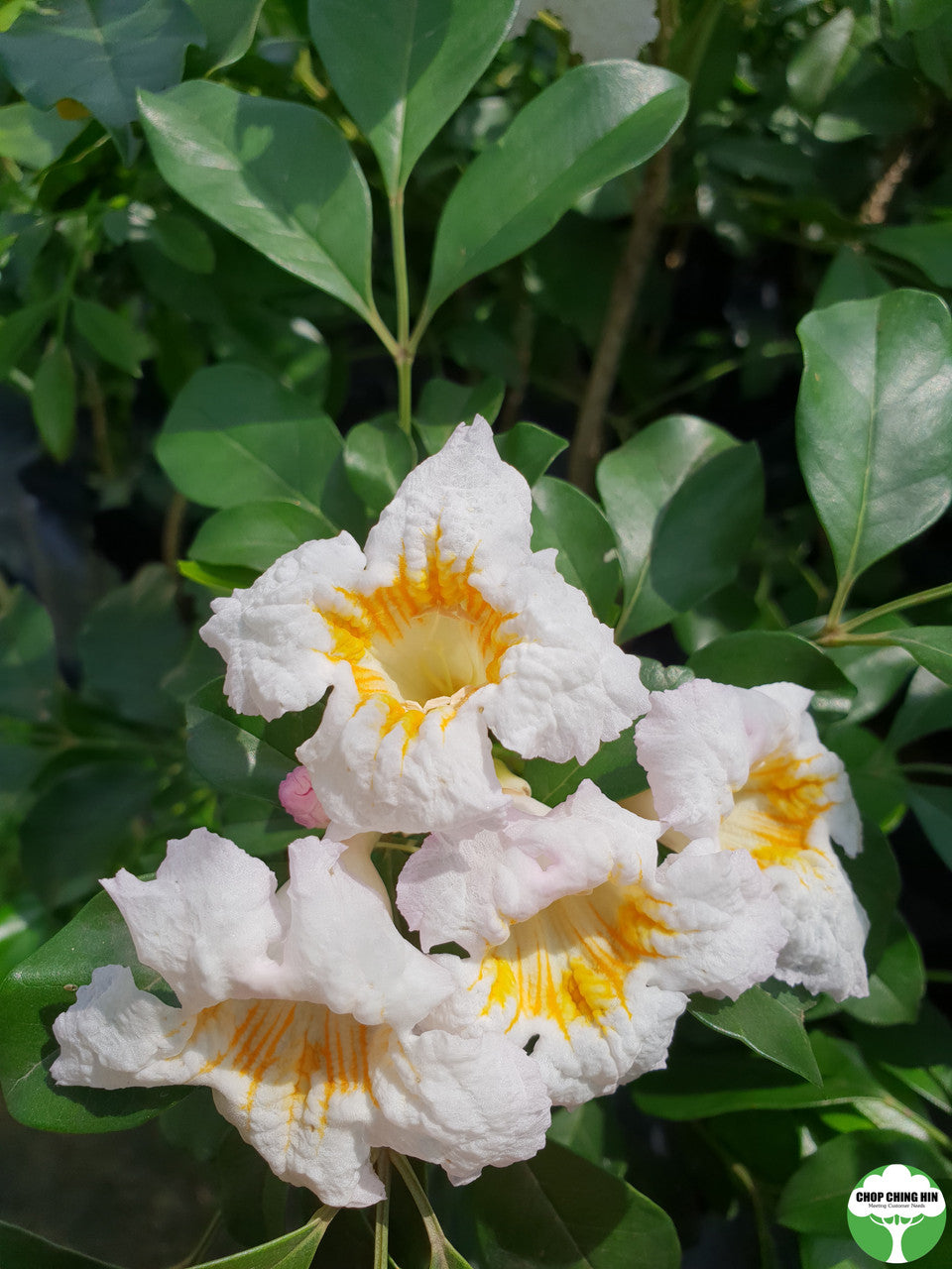 Radermachera 'Kunming'