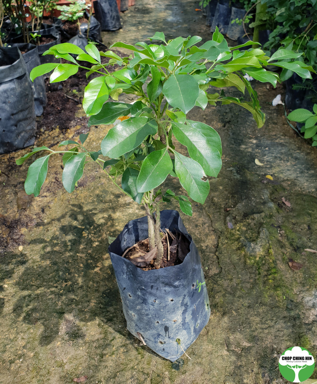 Radermachera 'Kunming'