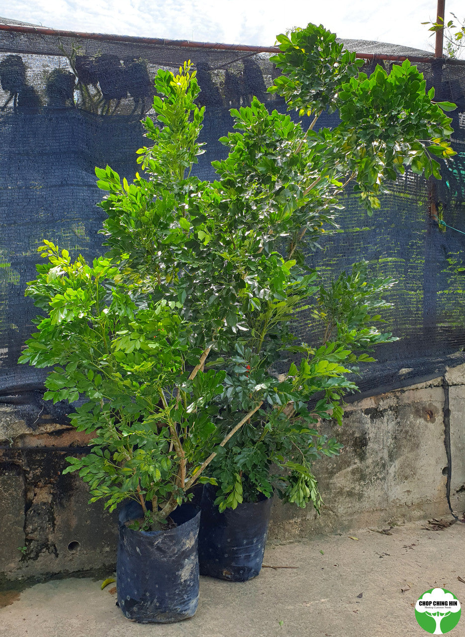 Radermachera 'Kunming'
