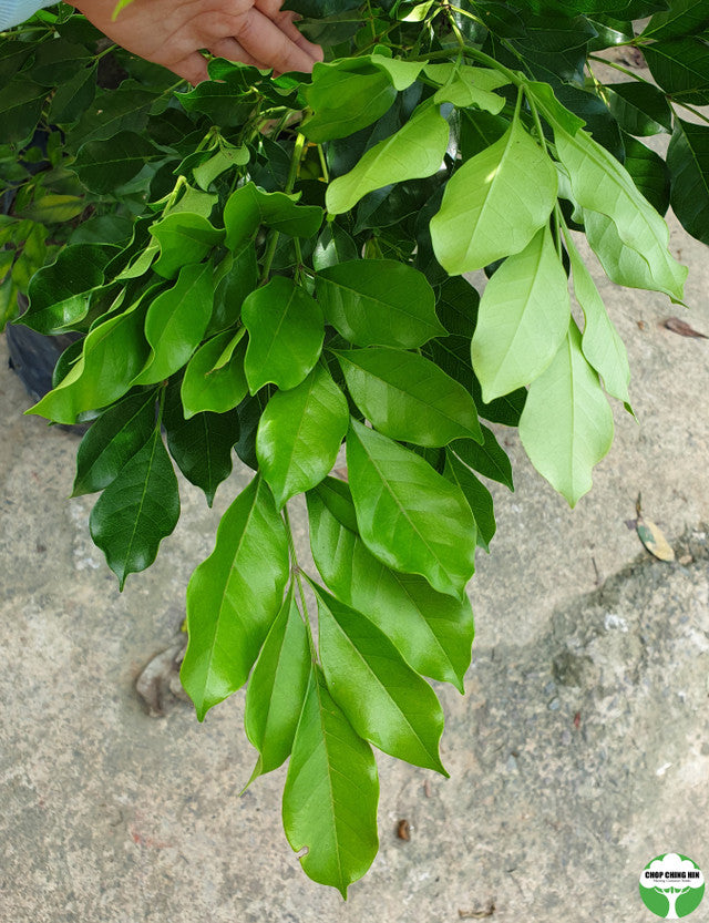 Radermachera 'Kunming'