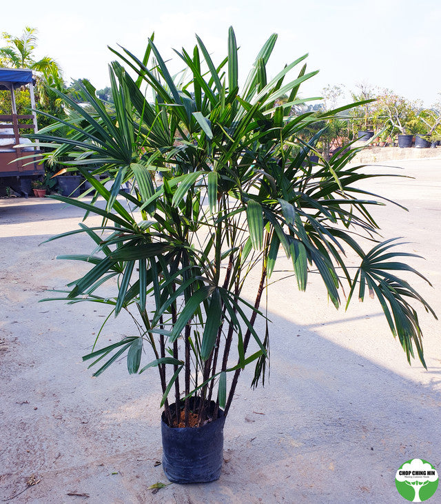 Rhapis excelsa