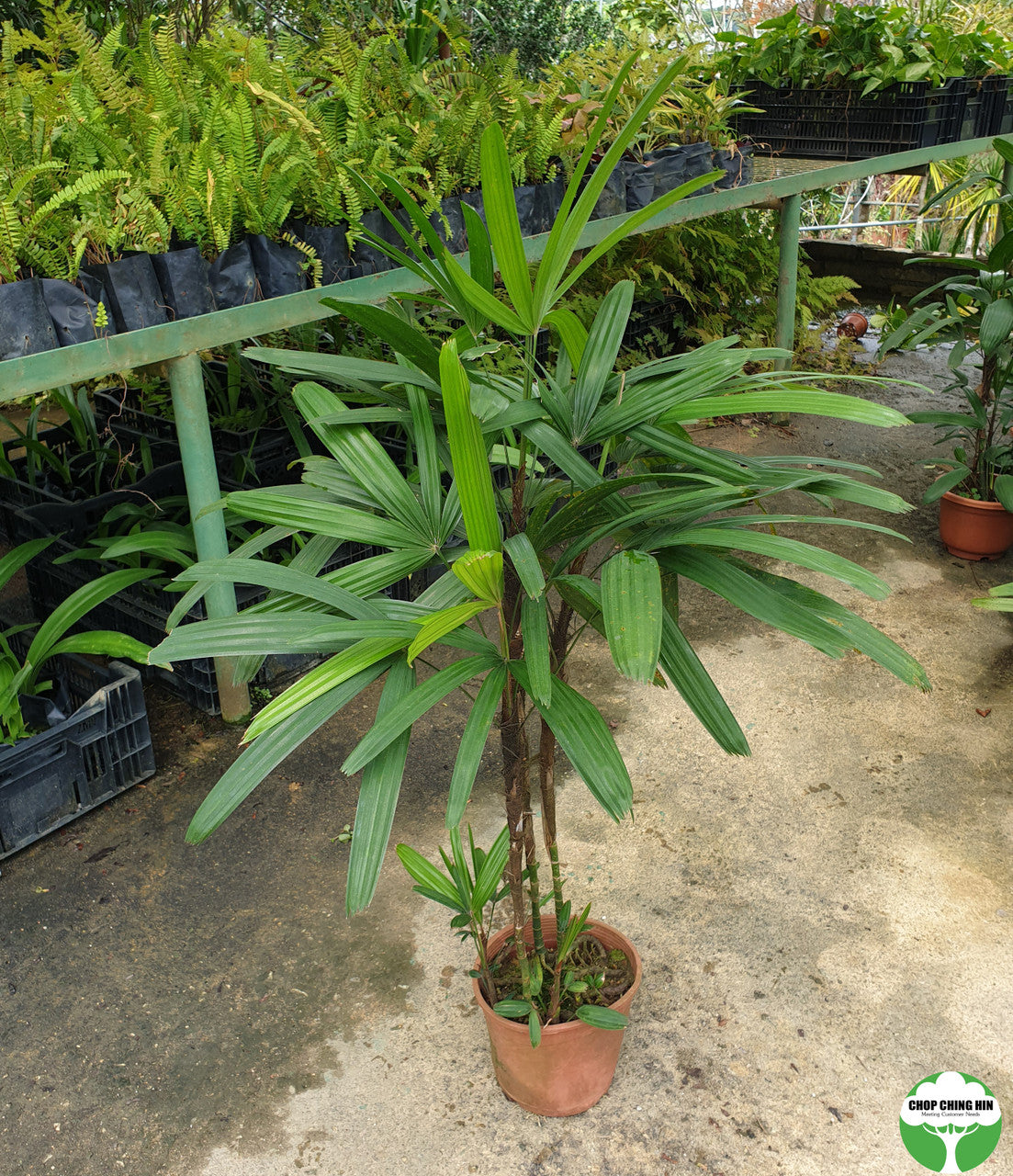 Rhapis excelsa