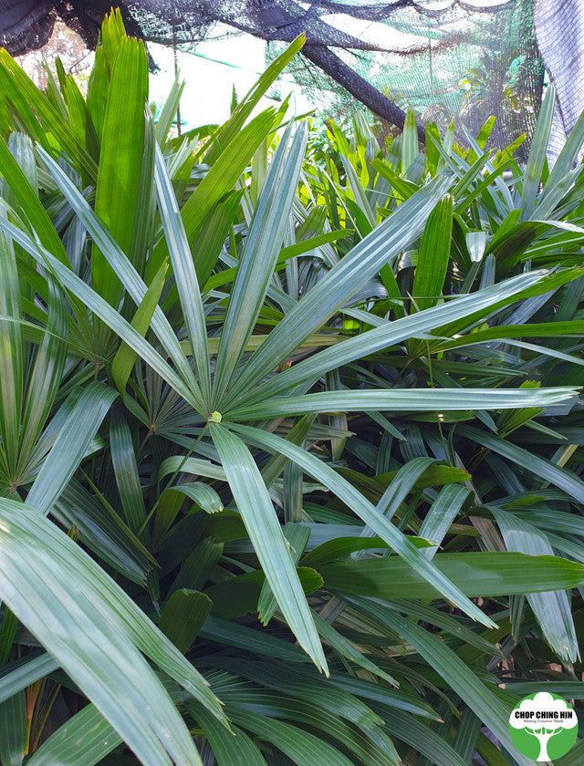 Rhapis excelsa