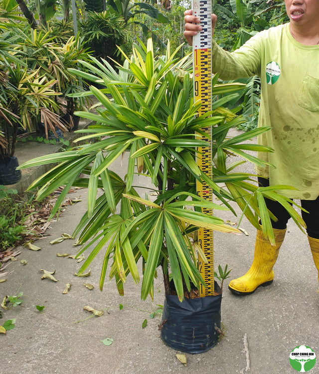 Rhapis excelsa 'Zuikonishiki'