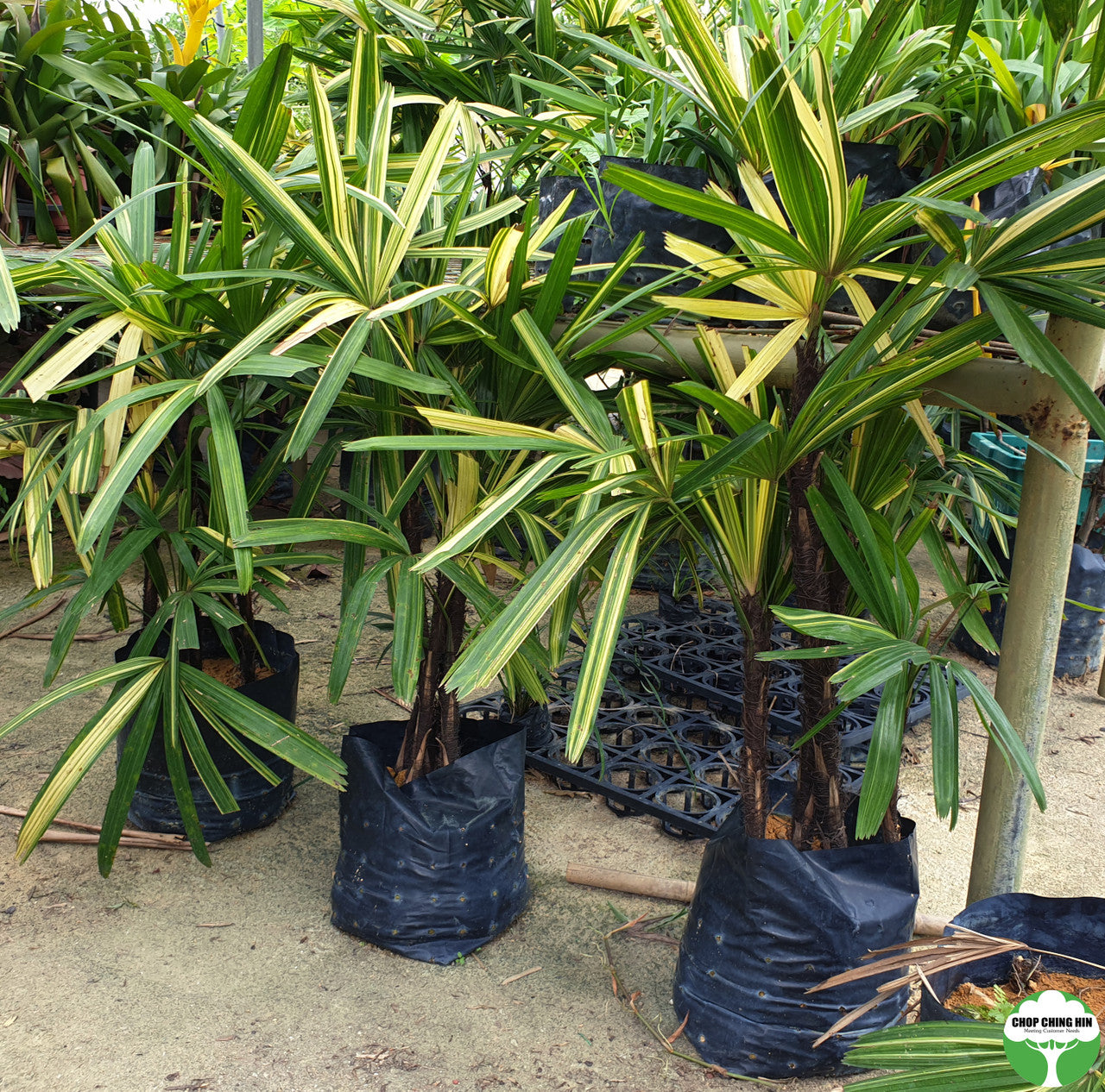 Rhapis excelsa 'Zuikonishiki'