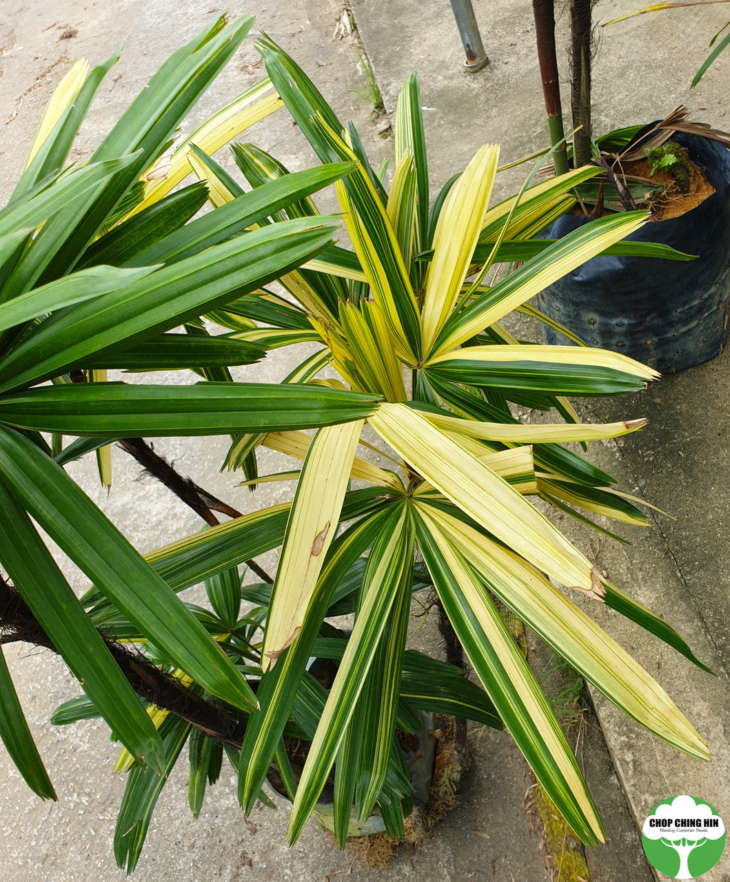 Rhapis excelsa 'Zuikonishiki'