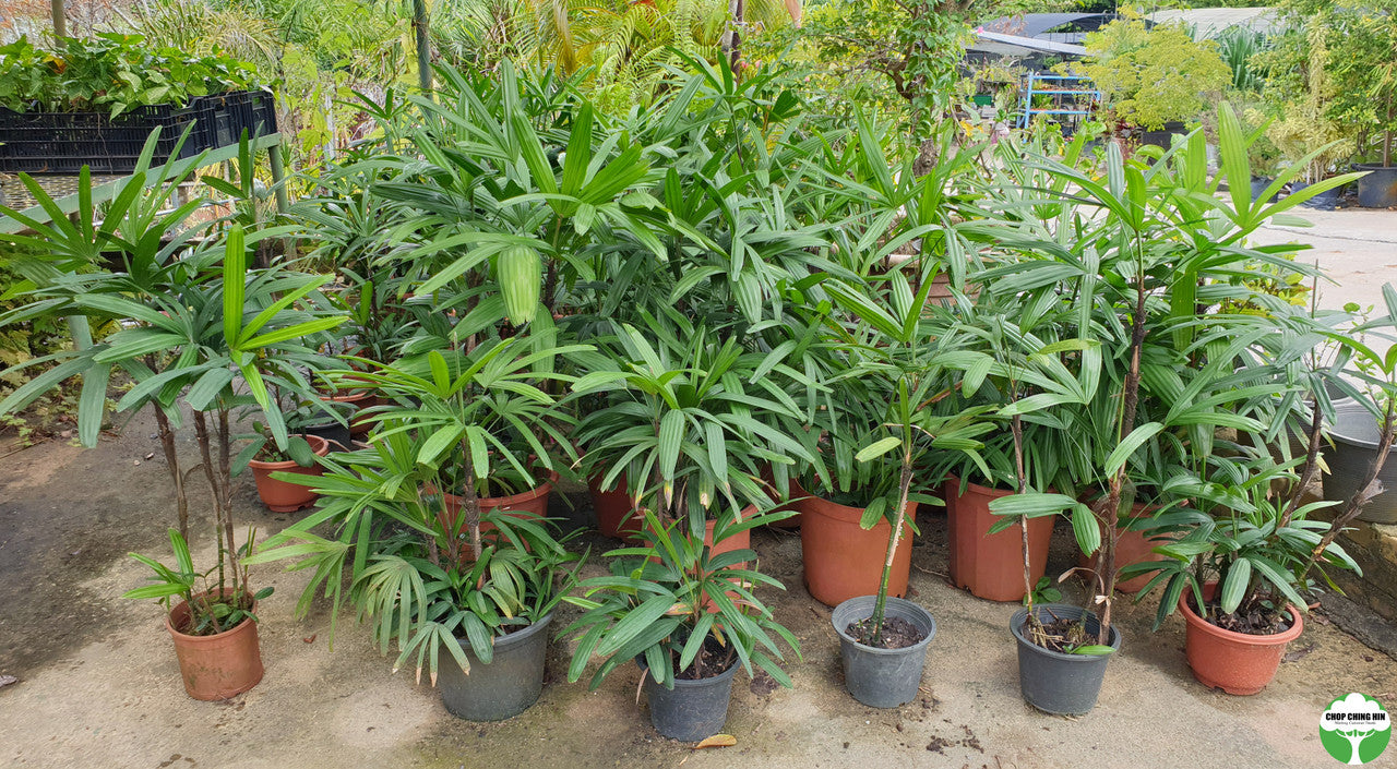 Rhapis excelsa