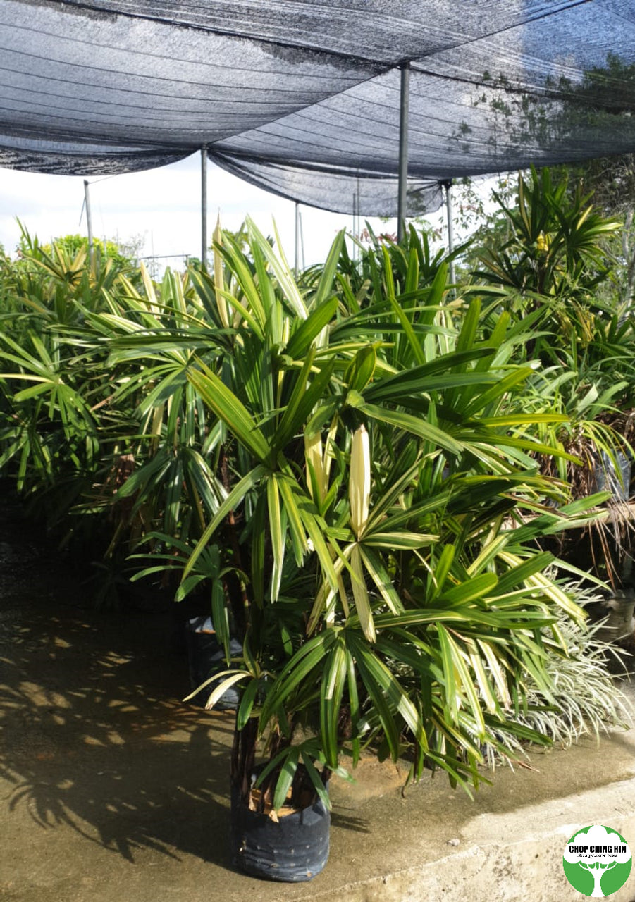 Rhapis excelsa 'Zuikonishiki'