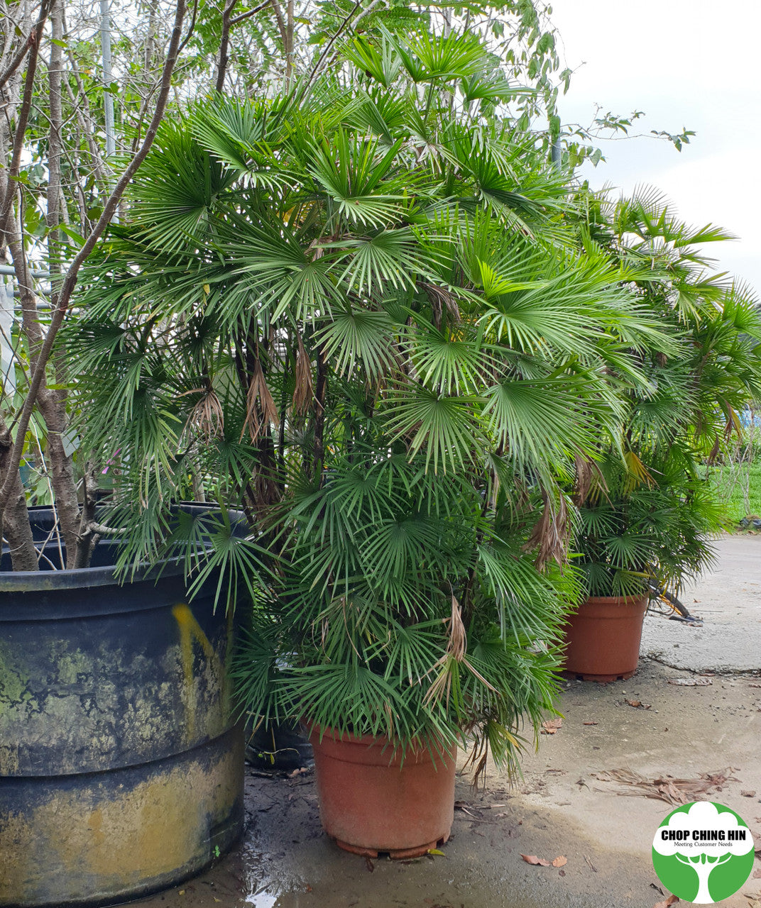 Rhapis multifida