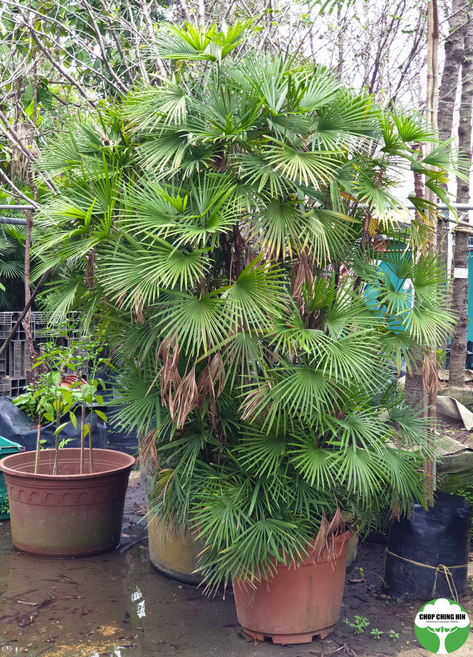 Rhapis multifida