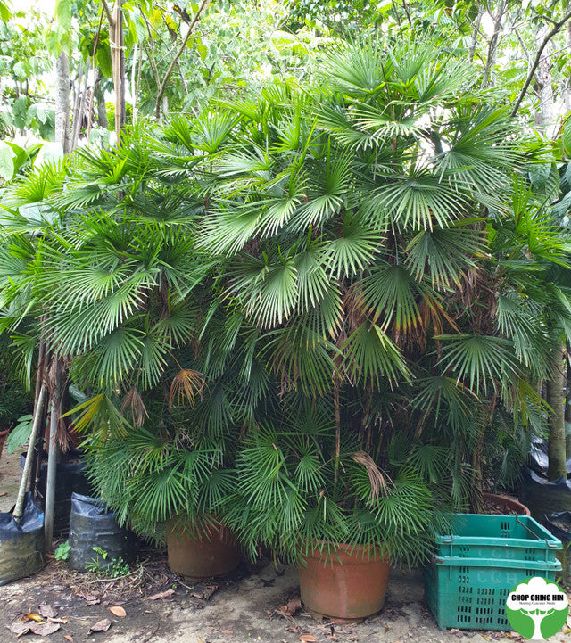 Rhapis multifida