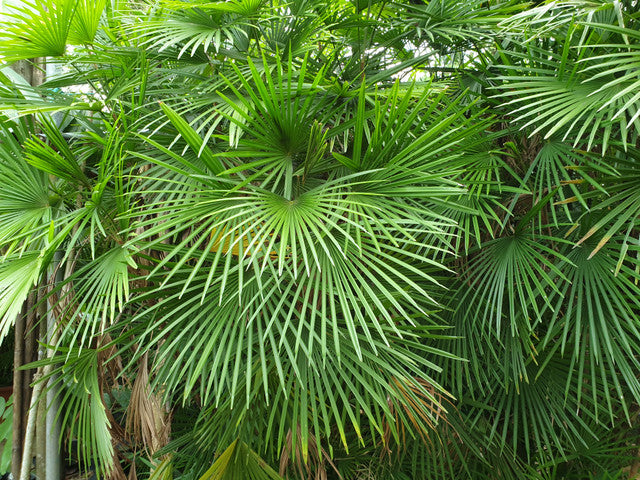 Rhapis multifida