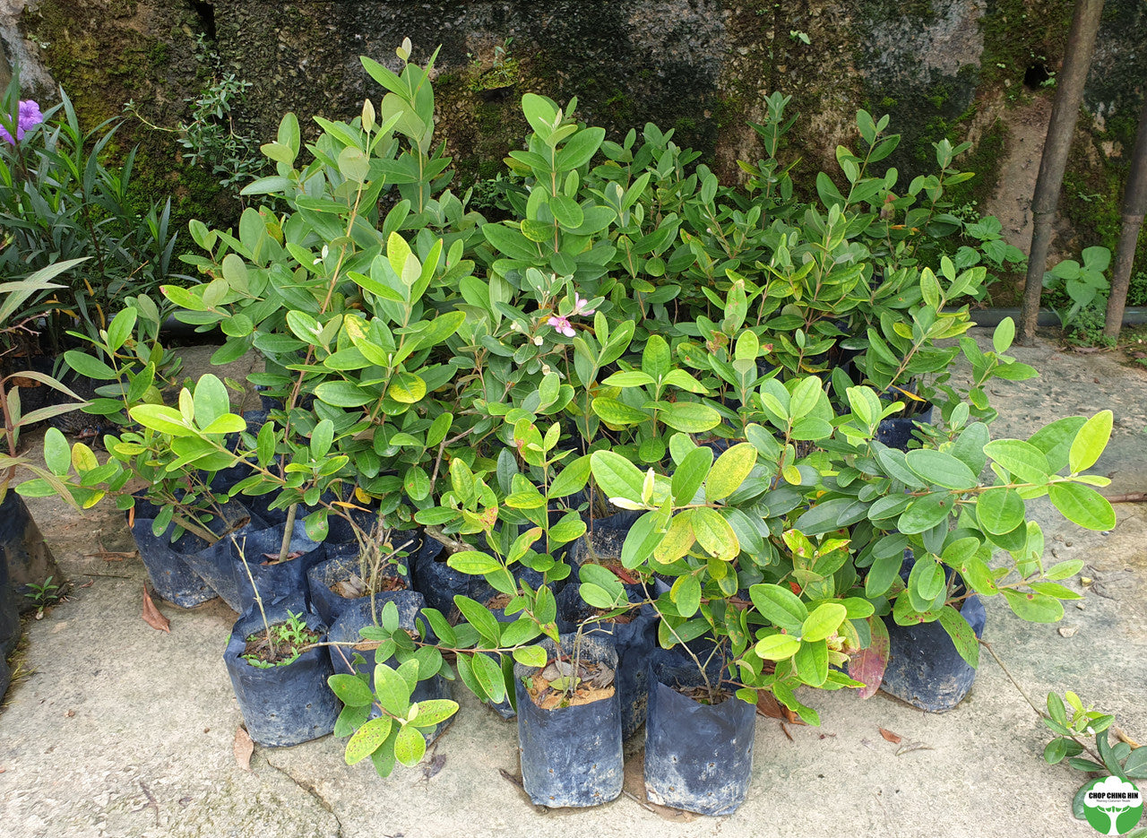 Rhodomyrtus tomentosa