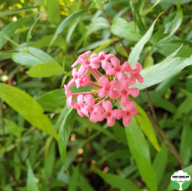 Rondeletia leucophylla