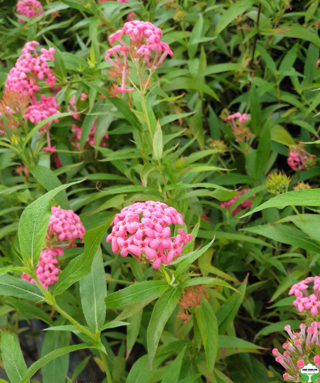 Rondeletia leucophylla