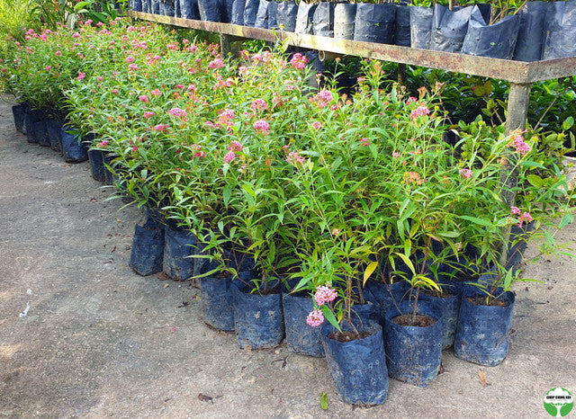 Rondeletia leucophylla