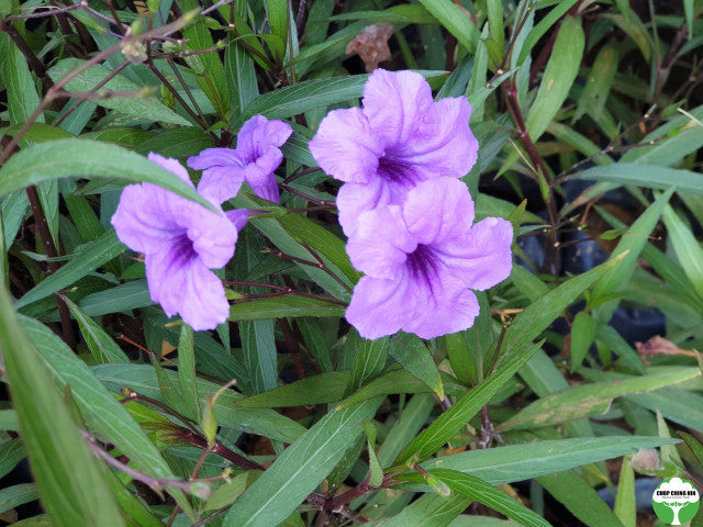 Ruellia simplex