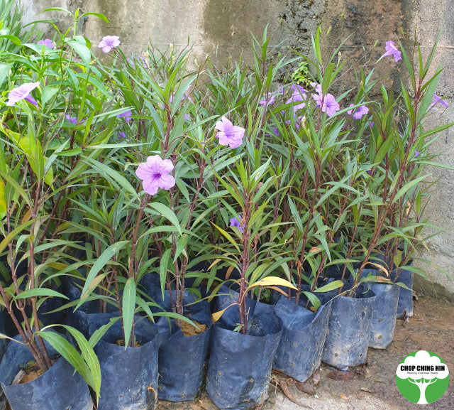 Ruellia simplex
