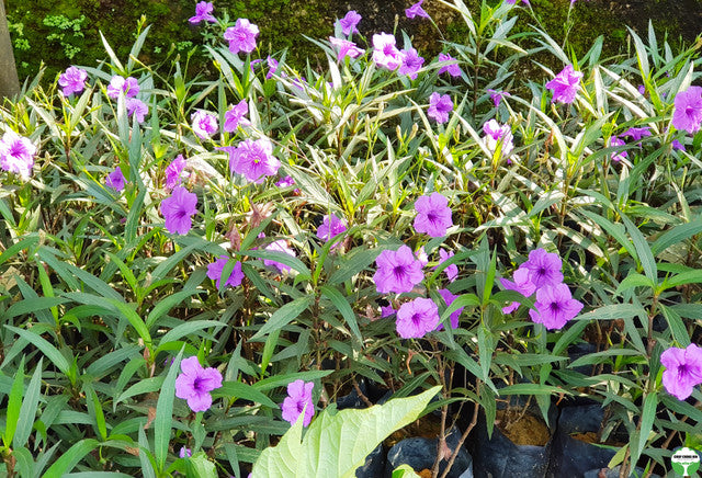 Ruellia simplex