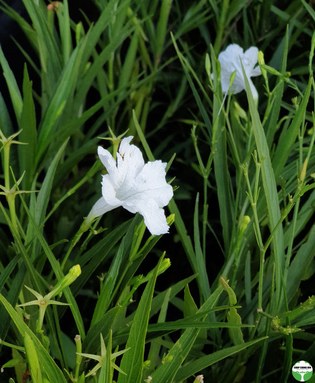 Ruellia simplex 'White Katie'