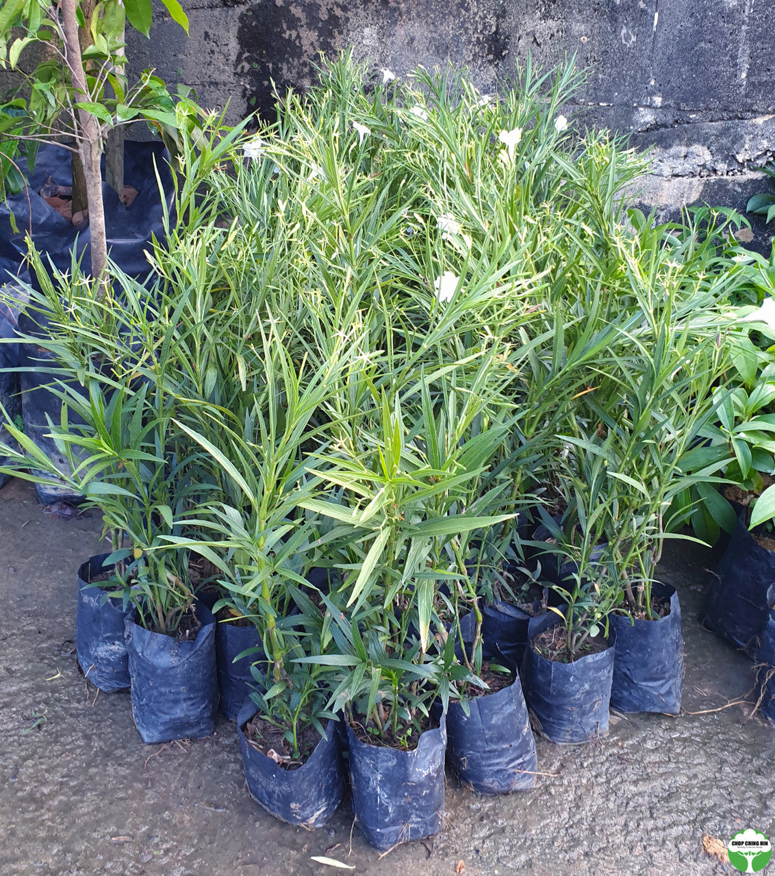 Ruellia simplex 'White Katie'