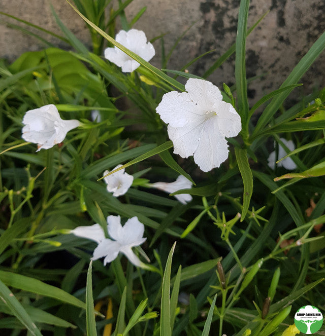 Ruellia simplex 'White Katie'
