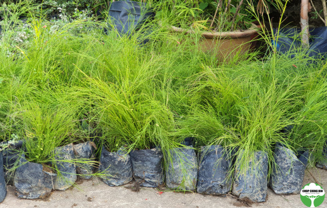 Russelia equisetiformis