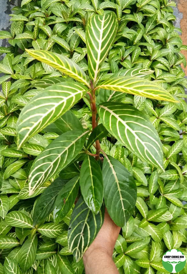 Sanchezia speciosa