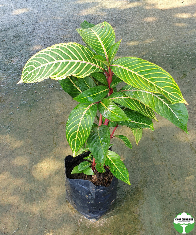 Sanchezia speciosa
