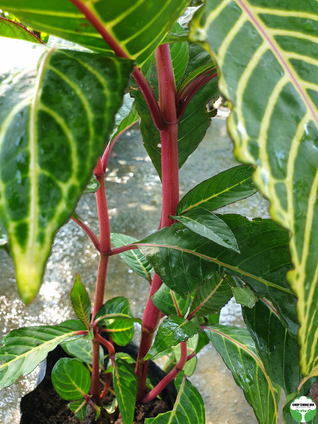 Sanchezia speciosa