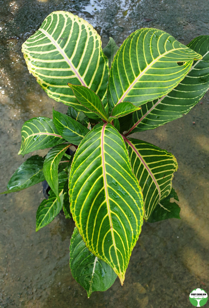 Sanchezia speciosa