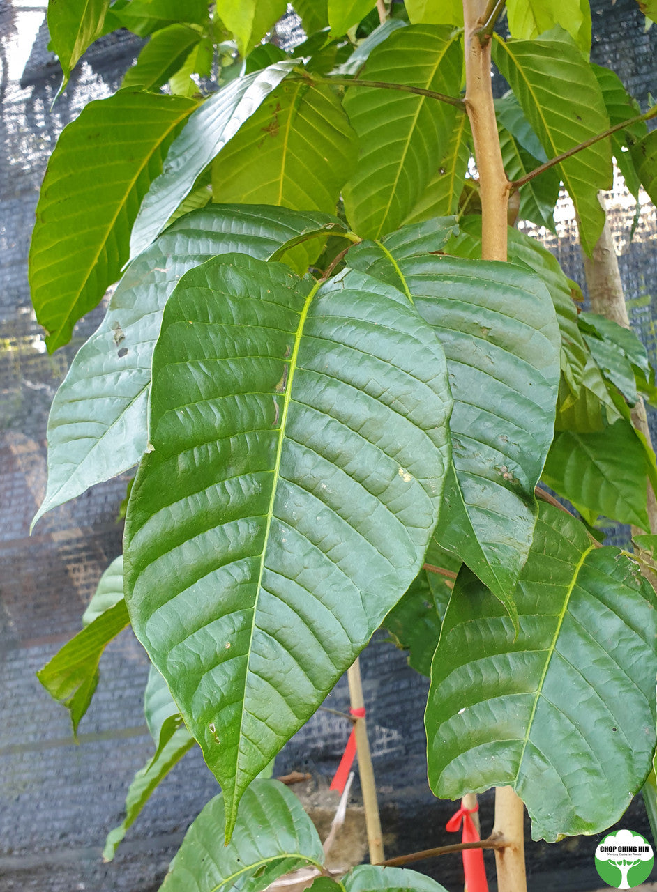 Sandoricum koetjape