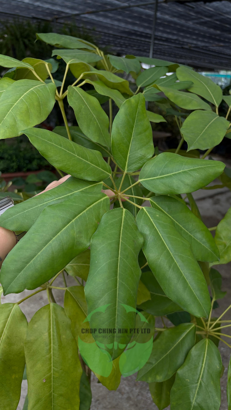 Schefflera actinophylla (Hydro)