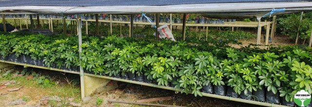 Schefflera arboricola