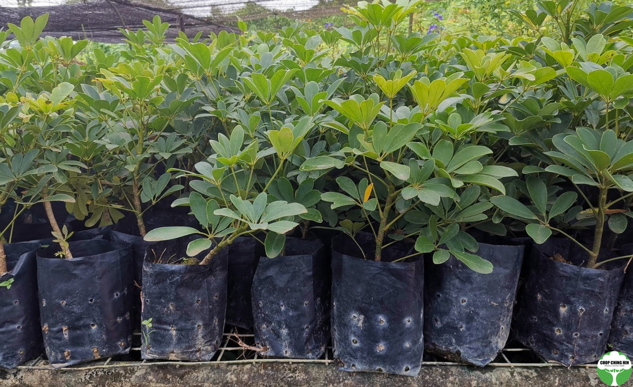 Schefflera arboricola